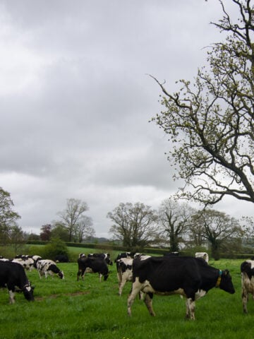 grass-fed cows